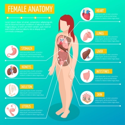 Woman anatomy infographic layout with location and definitions of internal organs in female body isometric vector illustration