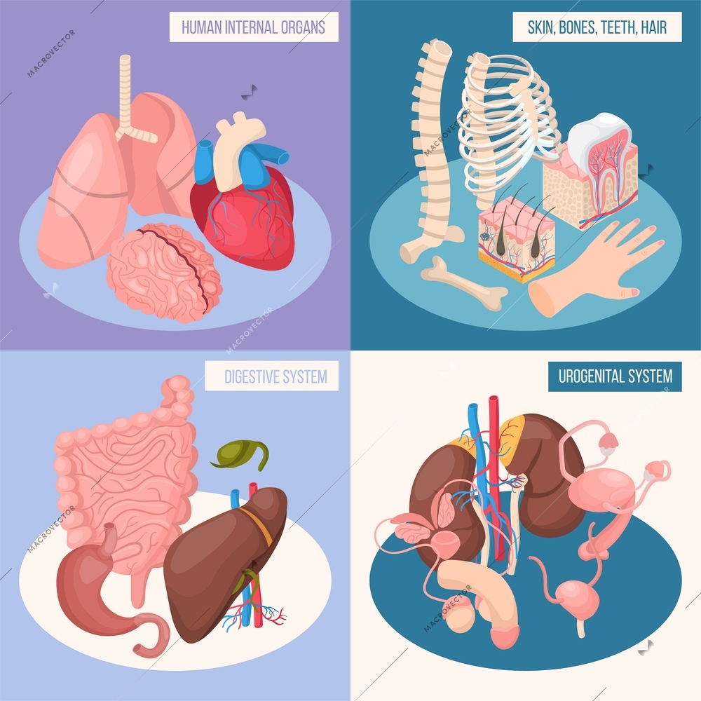 Human organs 2x2 design concept set of digestive and urogenital systems skin bones teeth hair isometric vector illustration