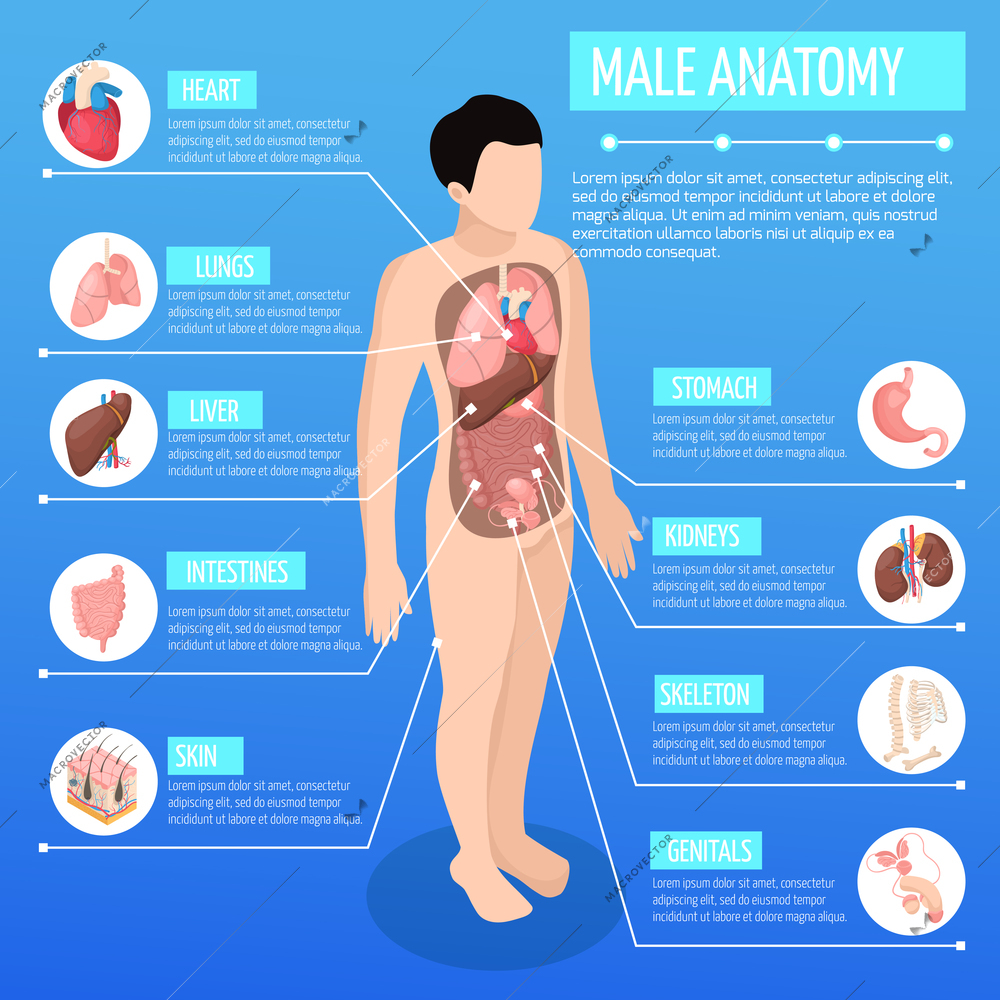 Male anatomy isometric poster with infographic model of human body and description of internal organs vector illustration