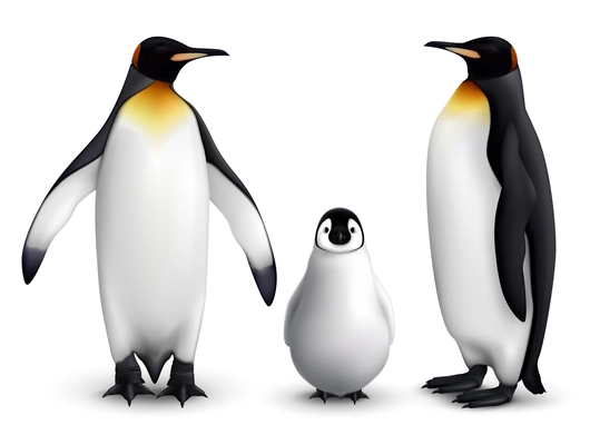 King penguin family with chick realistic closeup image with adult birds front and side view vector illustration