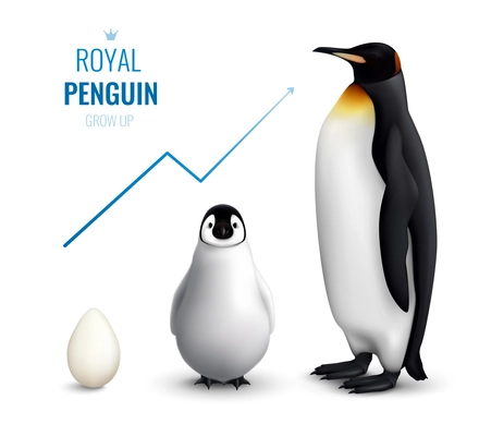 Royal penguins life cycle realistic poster with egg chick adult and indicating growth up arrow vector illustration