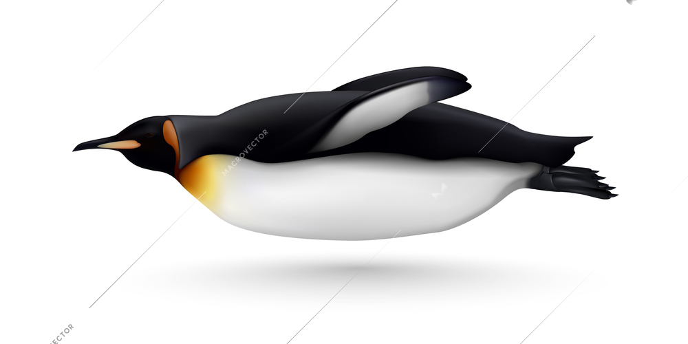 Flying or swimming beautiful king penguin closeup side view realistic isolated image against white background vector illustration