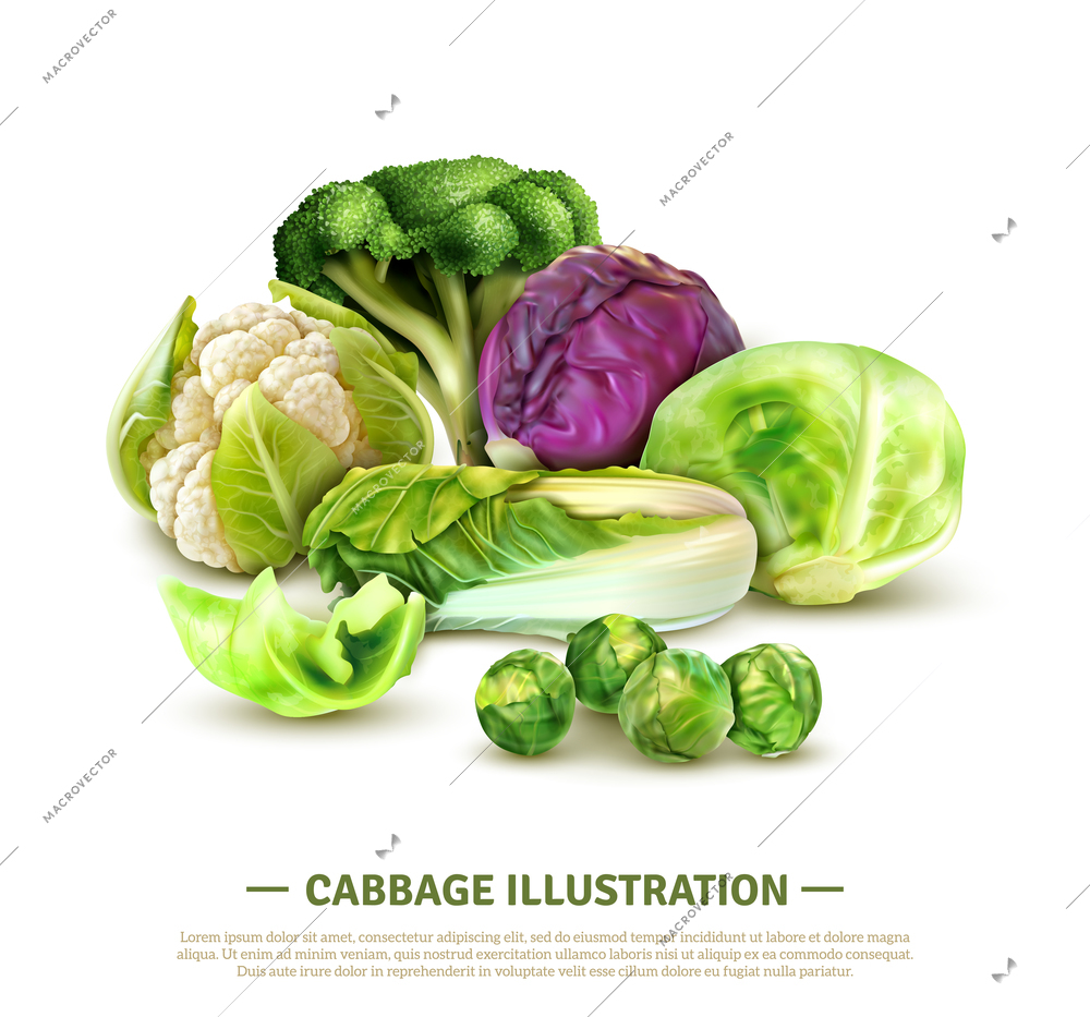 Realistic composition with white cabbage and scotch kale heads chinese leaves brussels sprouts broccoli and cauliflower vector illustration