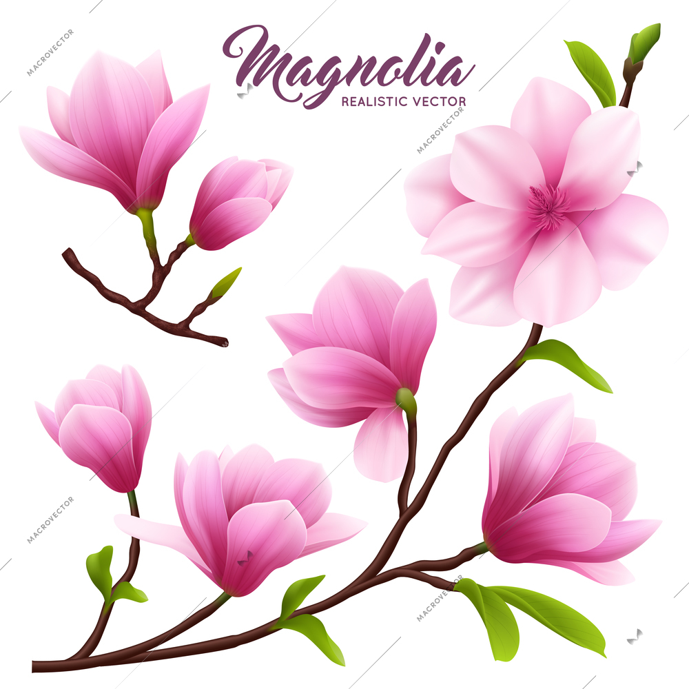 Pink realistic magnolia flower icon set flowers on branch with leaves beautiful and cute vector illustration