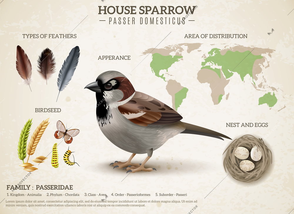 Birds scheme composition with realistic image of sparrow and images of feathers seeds and world map vector illustration