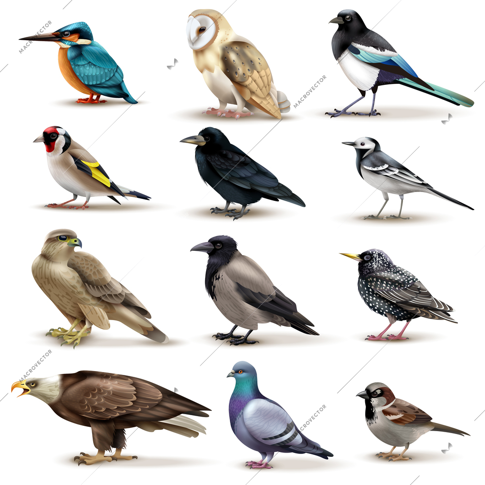 Birds set of twelve isolated images of colourful birds with different species on blank background vector illustration