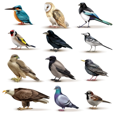 Birds set of twelve isolated images of colourful birds with different species on blank background vector illustration