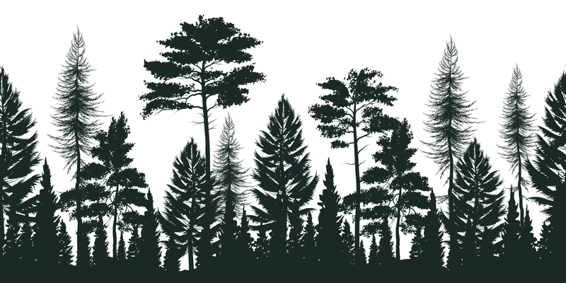 Silhouette of pine forest with small and tall evergreen trees on white background vector illustration