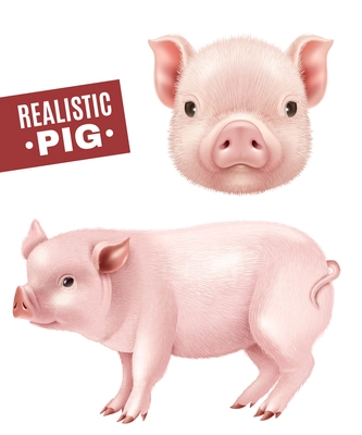 Pink pig realistic icons set of side view and head from front isolated on white background vector illustration