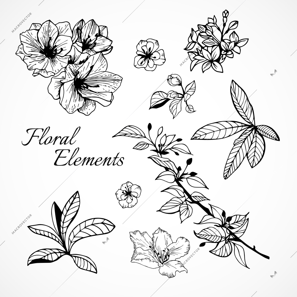 Set of floral elements for design vector illustration isolated