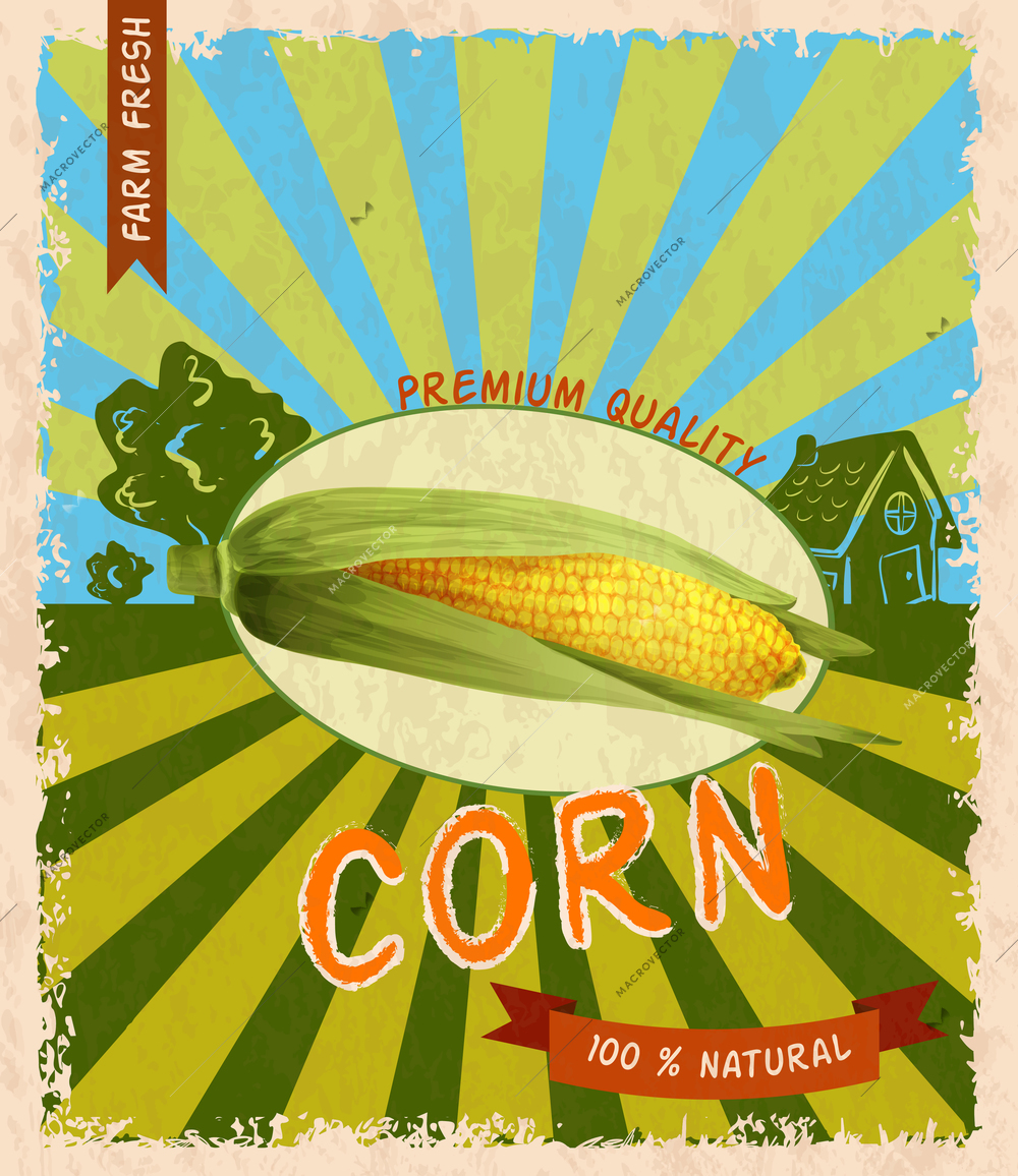 Retro vintage premium quality natural corn stalk advertising poster vector illustration