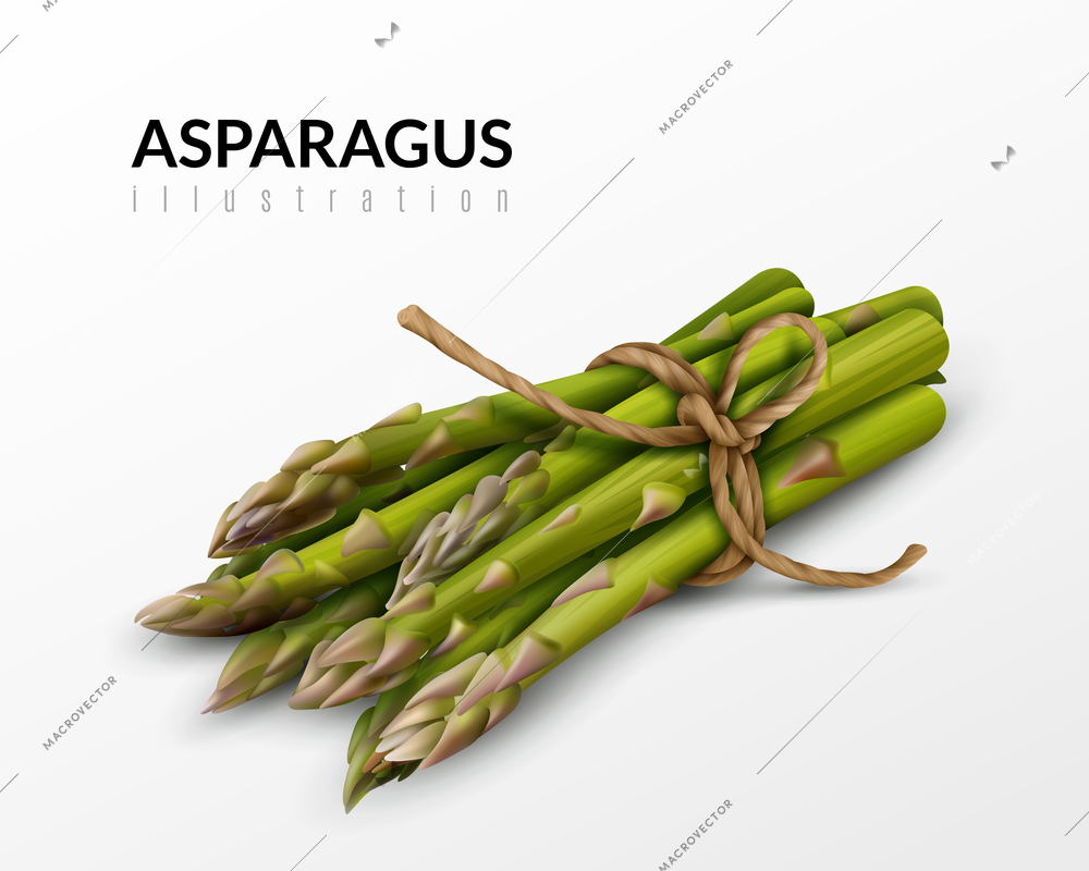 Fresh green asparagus bunch tied with brown string farm market healthy food realistic closeup image vector illustration