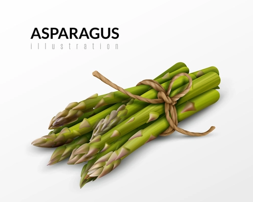 Fresh green asparagus bunch tied with brown string farm market healthy food realistic closeup image vector illustration