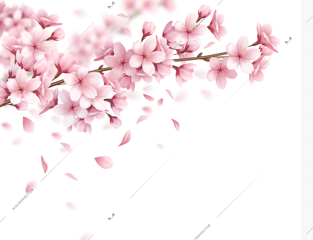 Branch with beautiful sakura flowers and falling petals realistic composition on white background vector illustration