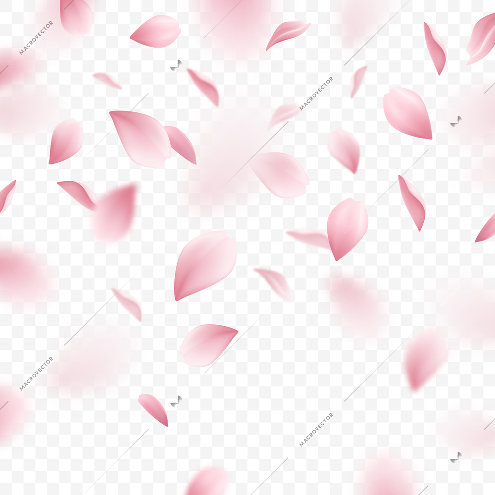 Falling pink sakura petals on transparent background realistic vector illustration