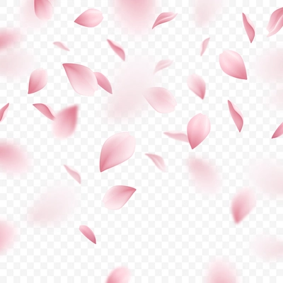 Falling pink sakura petals on transparent background realistic vector illustration