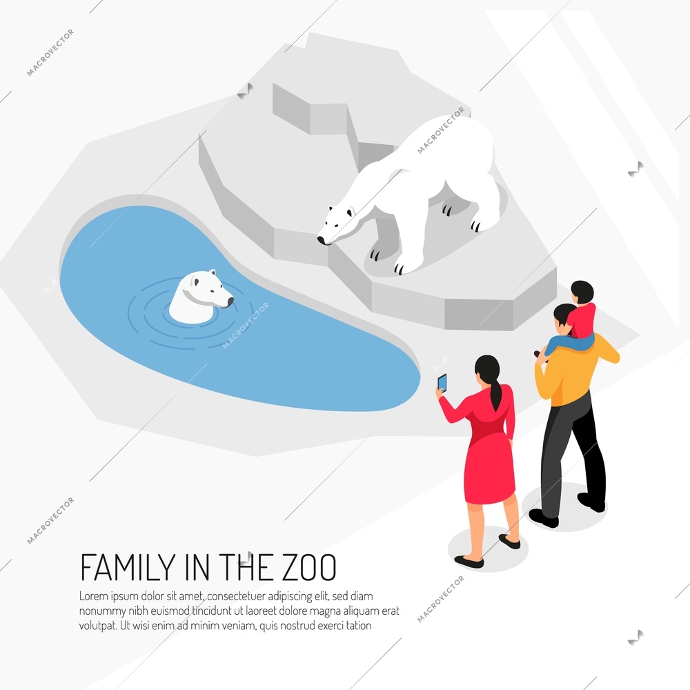 Family in zoo during watching polar bears on white background isometric vector illustration