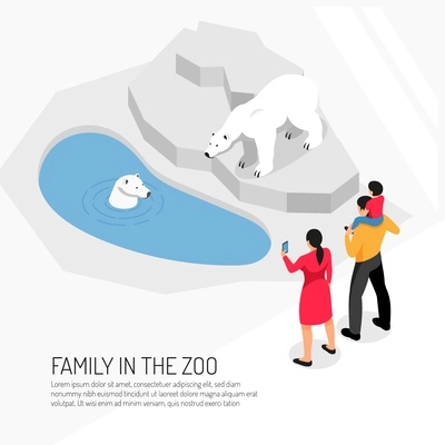 Family in zoo during watching polar bears on white background isometric vector illustration