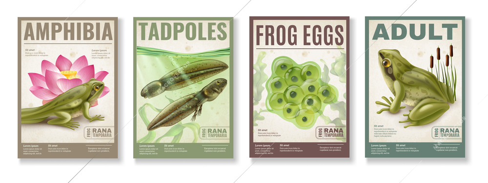 Frog life cycle from fertilized eggs jelly  tadpoles to adult amphibia 4 realistic posters set vector illustration