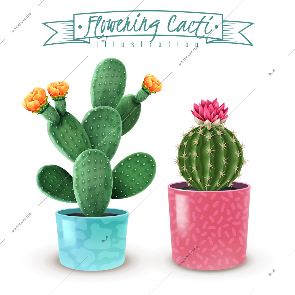 Blooming cacti realistic set of 2 popular houseplants varieties in colorful decorative pots closeup image vector illustration