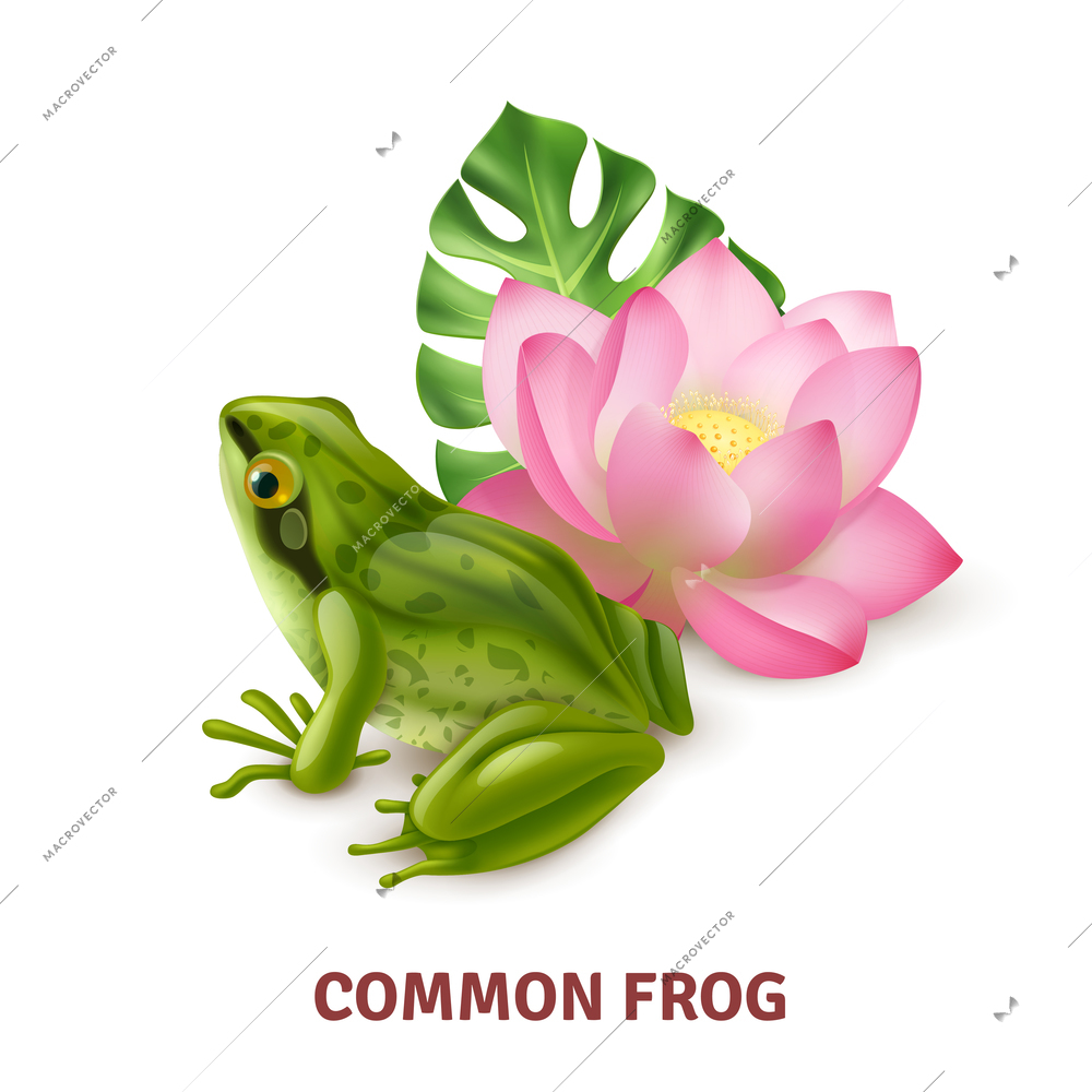 Adult common frog semi aquatic amphibia realistic closeup side view image with water lily background vector illustration