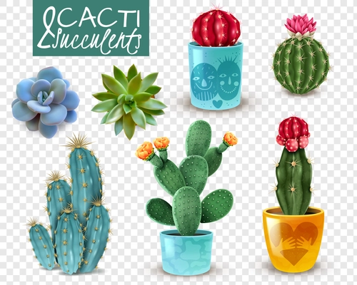 Blooming cacti and popular succulents varieties easy care decorative indoor plants realistic set transparent background vector illustration