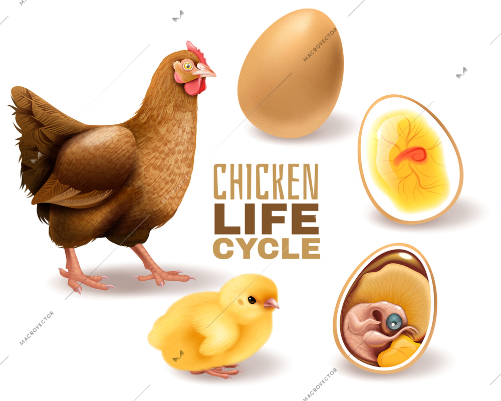 Chicken life cycle stages realistic  composition from fertile egg embryo development hatching to adult hen vector illustration