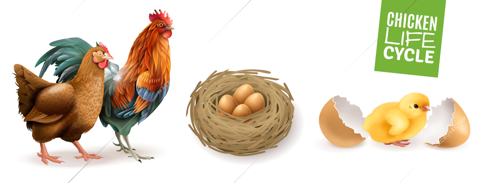 Chicken life cycle realistic horizontal set  with hen rooster fertile eggs and newly hatched chick vector illustration