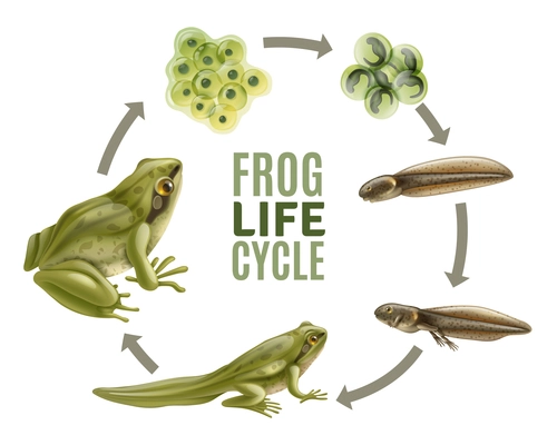 Frog life cycle stages realistic set with adult animal fertilized eggs jelly mass tadpole froglet vector illustration