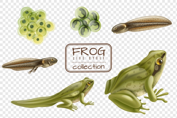 Frog life cycle stages realistic set with adult animal fertilized eggs tadpole froglet transparent background vector illustration