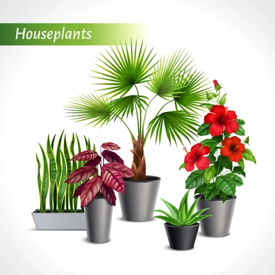 Colored houseplants realistic composition with green flora in flowerpots on white background vector illustration