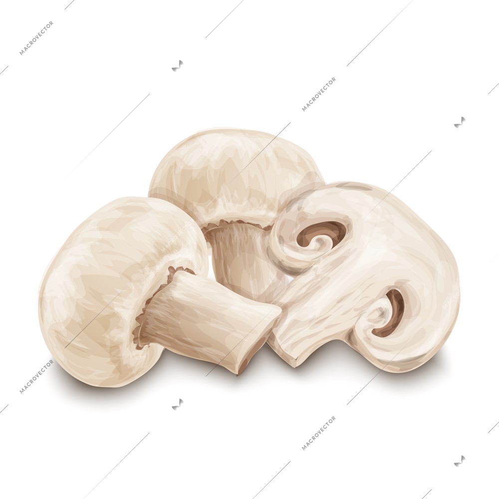 Vegetable organic food realistic champignon mushrooms isolated on white background vector illustration