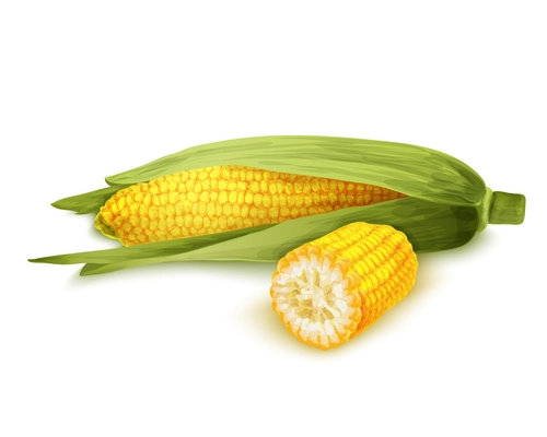 Vegetable organic food realistic yellow corn stalk isolated on white background vector illustration