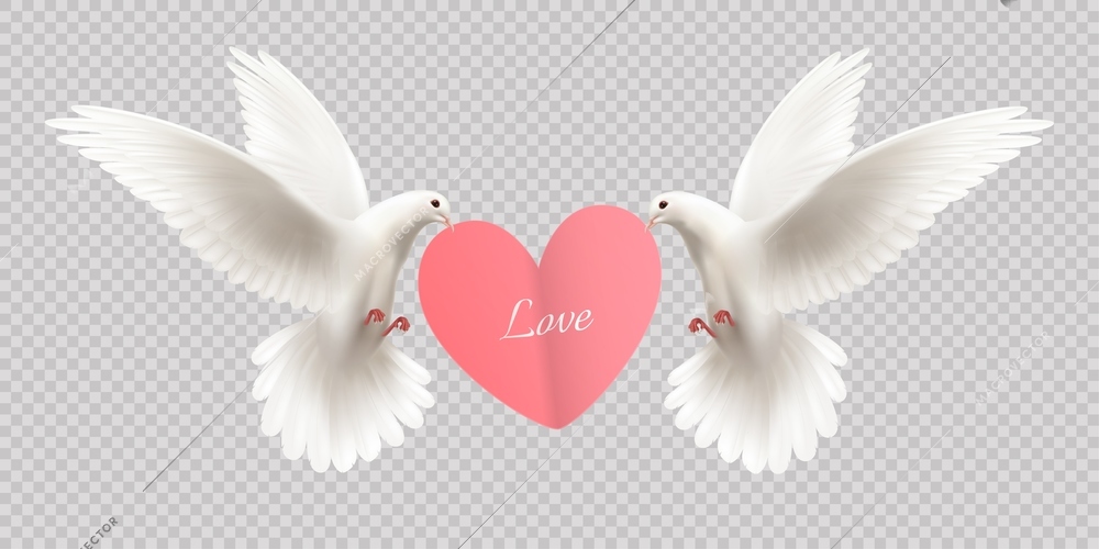 Love design concept with two white pigeons holding heart in its beak on transparent background realistic vector illustration