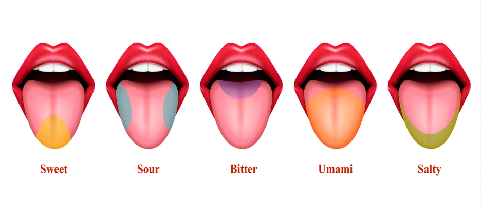 Tongue taste areas realistic vector Illustration with five basic sections of gustation exactly sweet salty sour bitter and umami