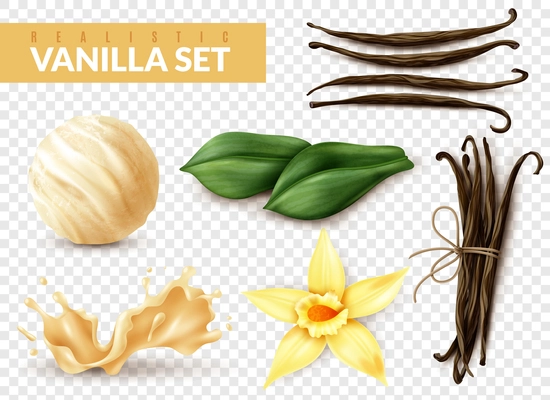 Vanilla realistic set with ice cream scoop shake splash flower dried beans leaves transparent background vector illustration