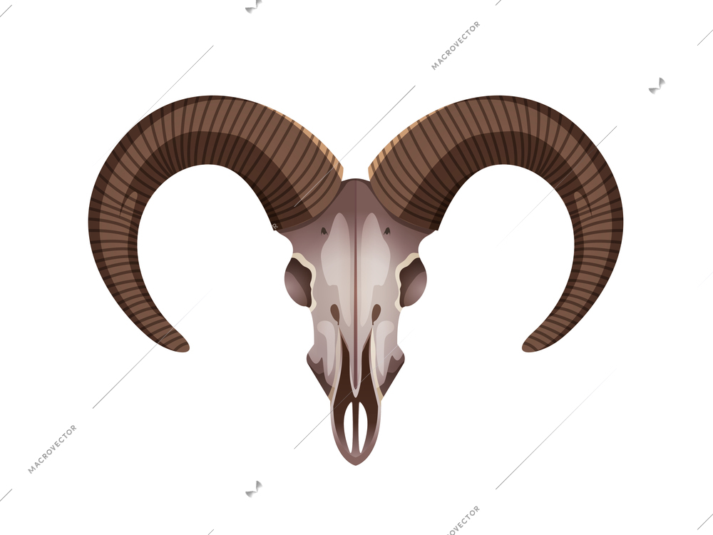 Wild life animals decorative element of mountain goat skull with horns closeup image white background vector illustration