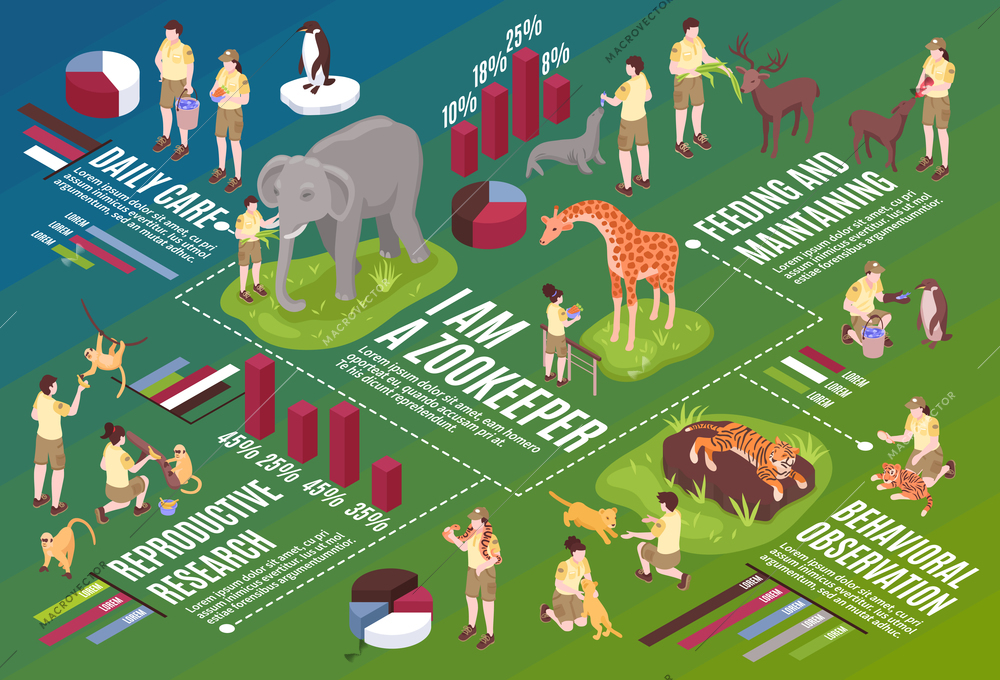 Isometric zoo workers horizontal flowchart composition with infographic icons text and images of people and animals vector oustration