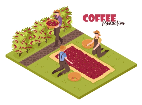 Isometric coffee production white background with plants bushes and people collecting beans with editable ornate text vector illustration