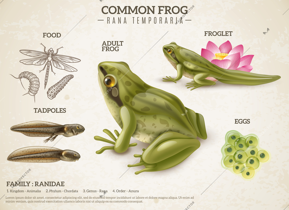 Frog life style retro biology science educative poster with adult animal eggs mass tadpoles froglets vector illustration