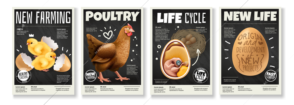 Poultry farming chicken life cycle raising birds from eggs embryo development 4 realistic posters set vector illustration