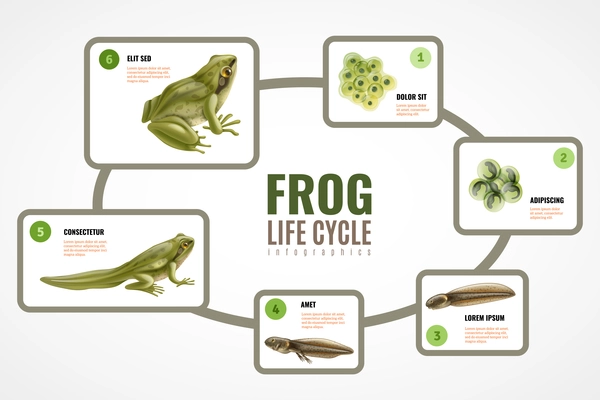 Frog life cycle realistic infographic chart from eggs mass embryo development tadpole to adult animal vector illustration