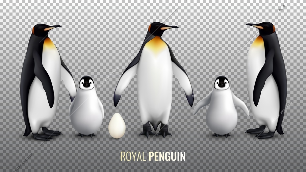 Royal penguin realistic set with with egg chick and  adult birds on transparent background vector illustration