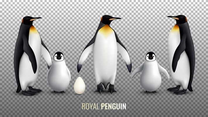 Royal penguin realistic set with with egg chick and  adult birds on transparent background vector illustration