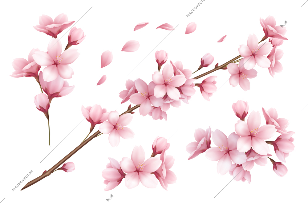 Realistic set of beautiful sakura branches flowers and petals isolated on white background vector illustration