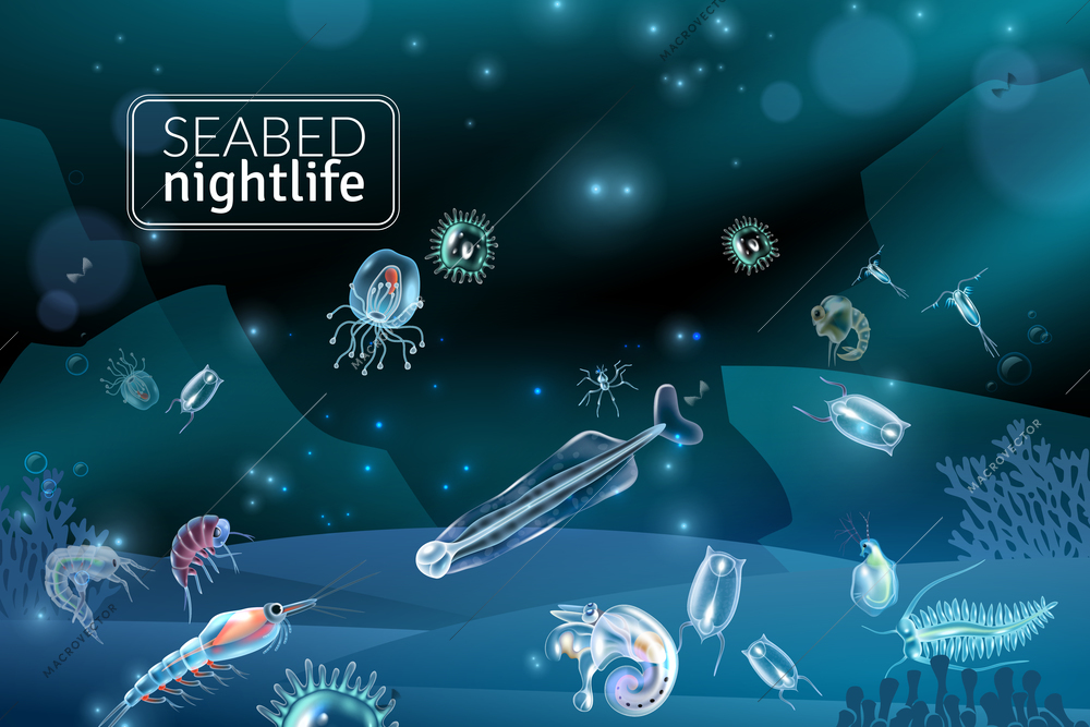 Seabed nightlife underwater scene with reef seaweed coral and plankton characters cartoon vector illustration