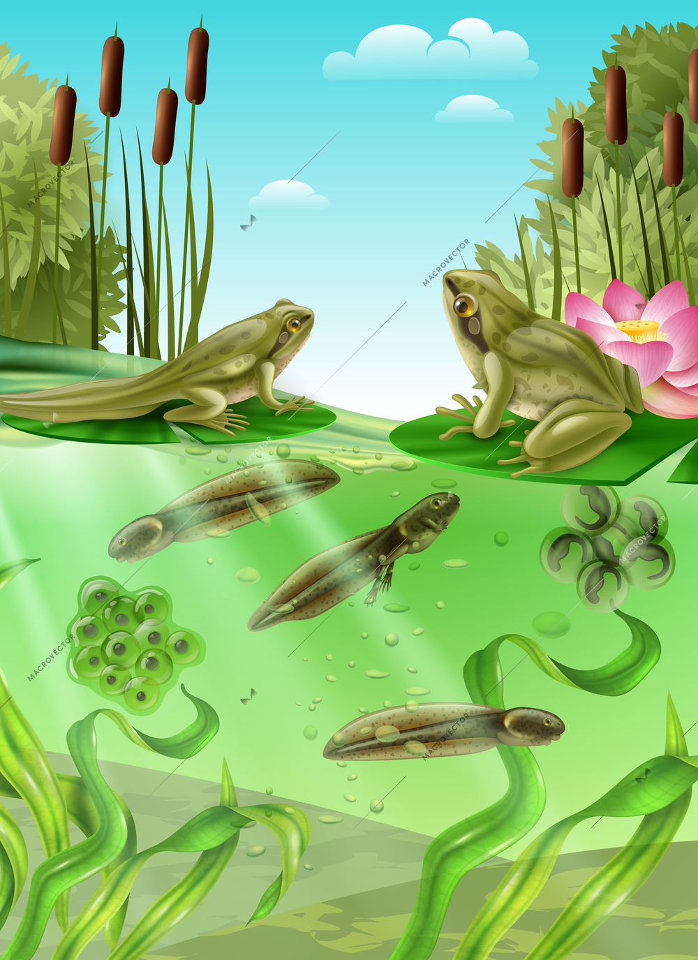 Frog life cycle water stages realistic poster with adult amphibian eggs mass tadpole with legs vector illustration