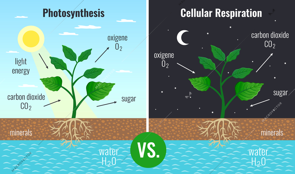 Photosynthesis accumulating sugar and cellular respiration fueling all plants functions day night 2 educational posters vector illustration