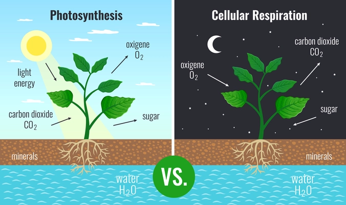 Photosynthesis accumulating sugar and cellular respiration fueling all plants functions day night 2 educational posters vector illustration