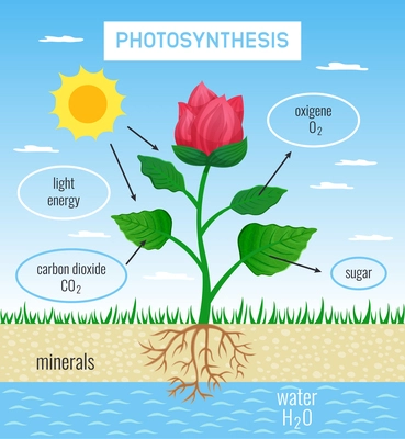 Biological photosynthesis role in plant growth flat educational poster depicting conversion solar energy to chemical vector illustration